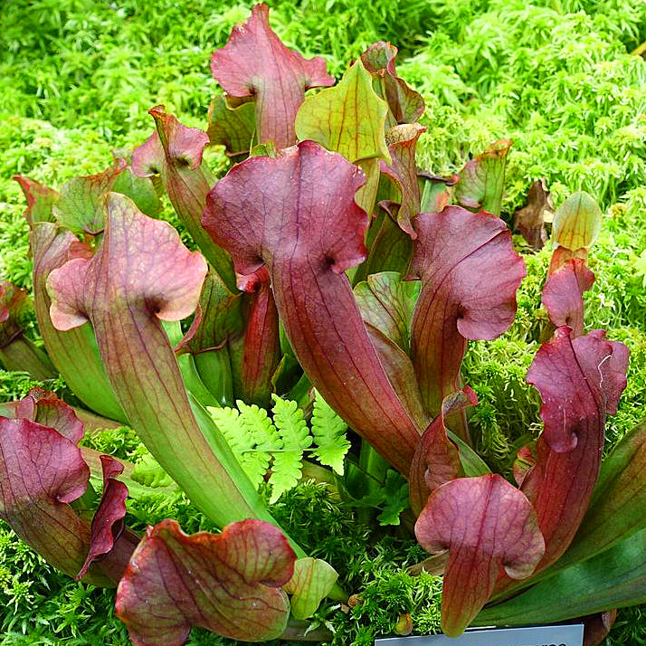 pitcher house plant Sarracenia Purpurea Pitcher Plant Rare Pine Species Carnivorous Housep – Easy Grow Seeds