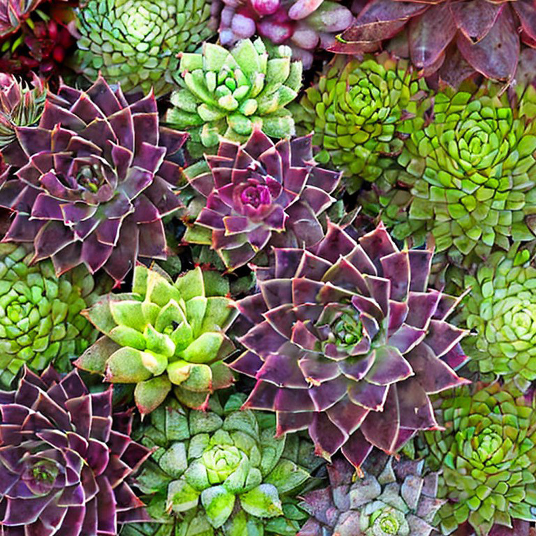 house leek plants for sale House Leek Sempervivum Mixed Rock Garden Flower Seeds
