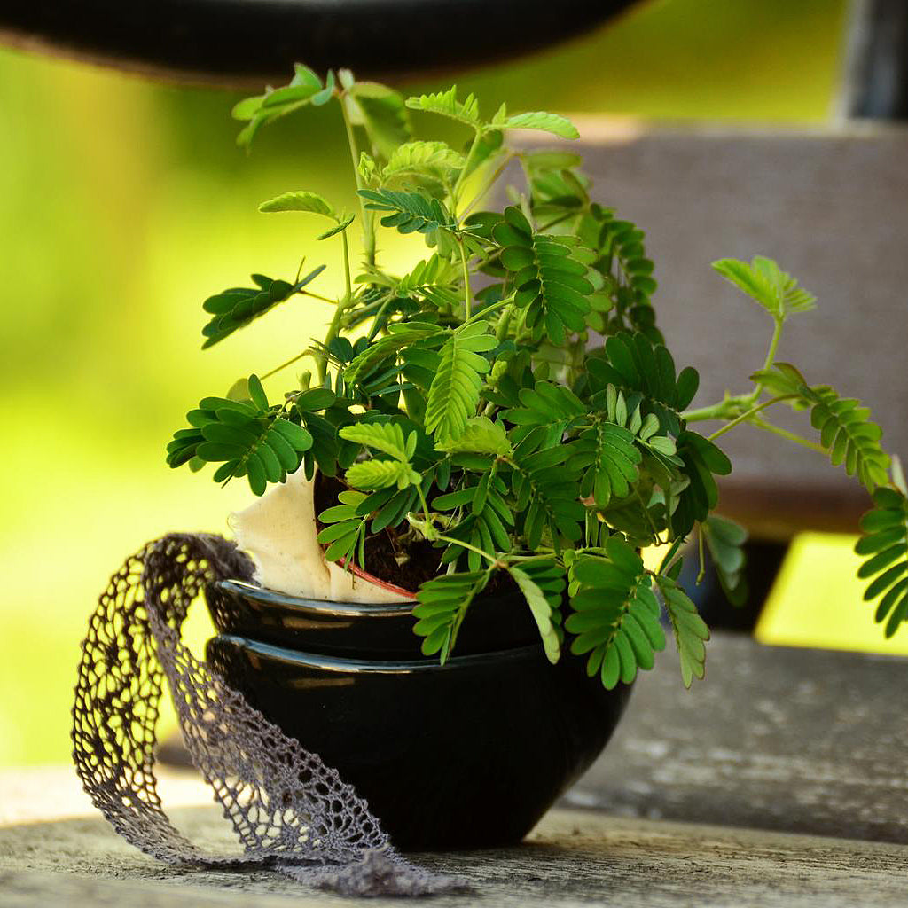 mimosa plant in pot Sensitive Tree Mimosa Pudica Houseplant Seeds – Easy Grow Seeds