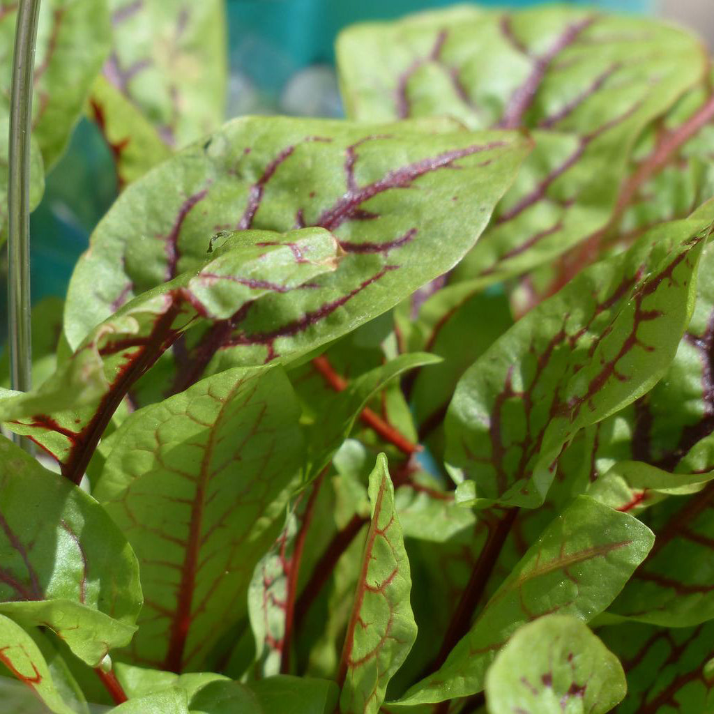Red Veined Sorrel Herb Seeds - Heirloom, Non-GMO, Perennial, Edible & Fast Growing