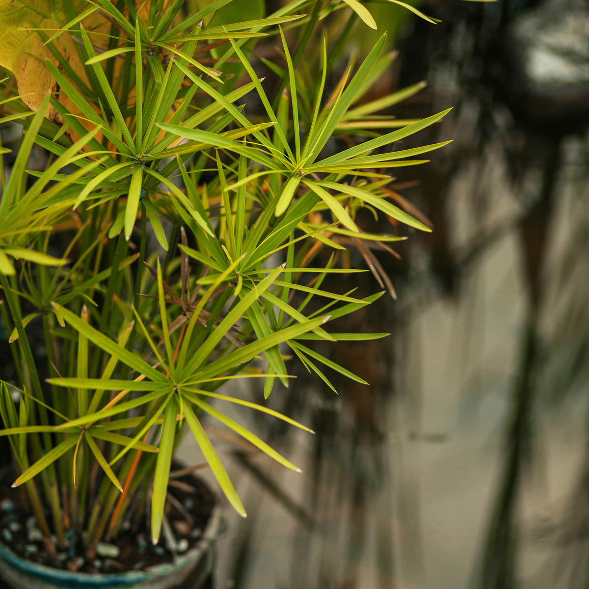 umbrella palm plant Umbrella Palm Houseplant Seeds – Easy Grow Seeds