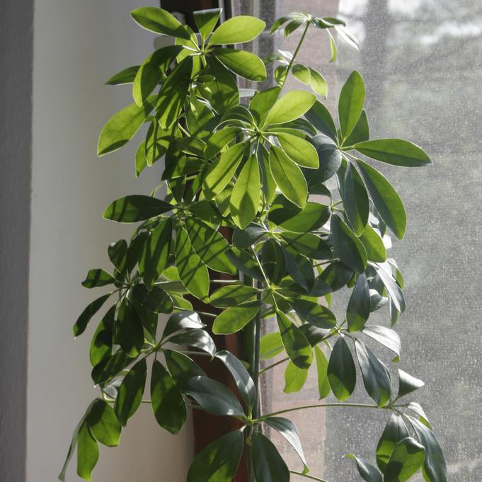 umbrella plant seeds Dwarf Umbrella Tree Houseplant Seeds