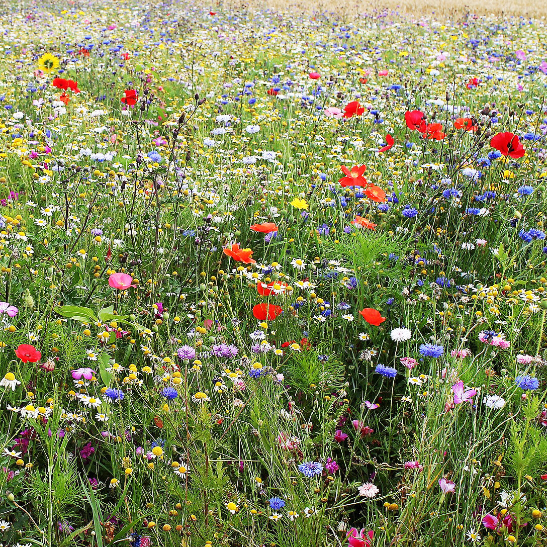 throw and grow flower seeds Wildflowers Compact Meadow Mixed Wild Flower Seeds