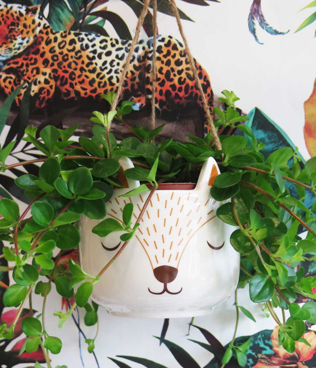 fox succulent planter Sleepy Fox Hanging Planter – Easy Grow Seeds