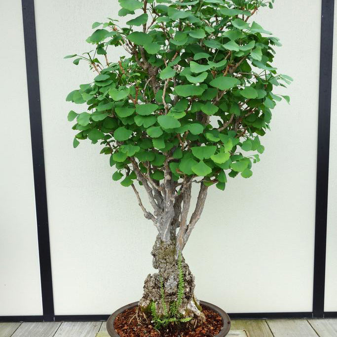 ginkgo biloba bonsai tree for sale Ginkgo biloba Bonsai Houseplant Seeds