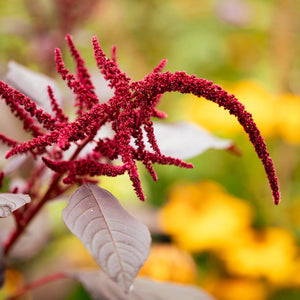 Amaranth: A Superfood with Amazing Health Benefits