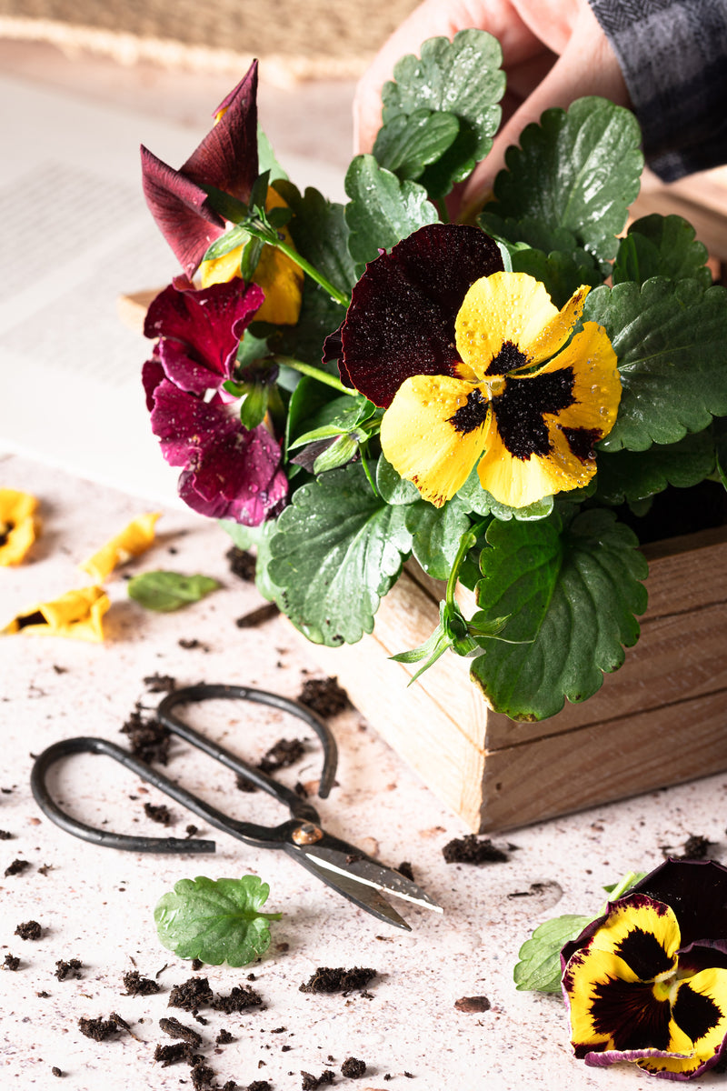 Which flowers should I start in February in the UK? Easy Grow Seeds