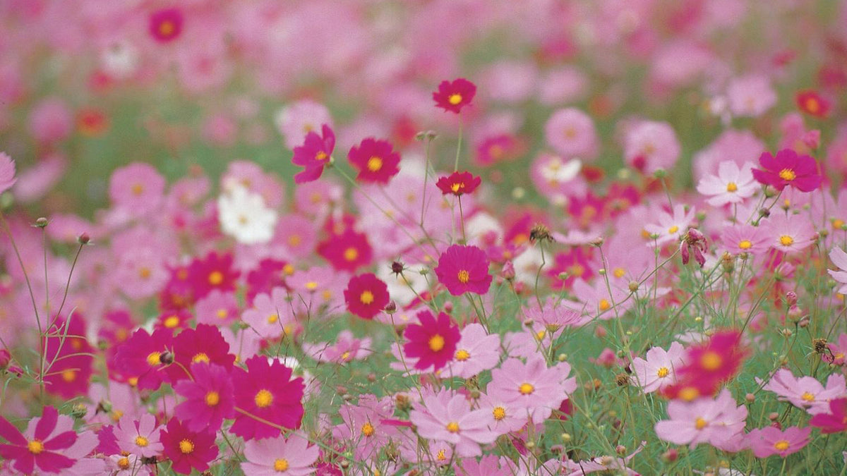 Best flowers to grow in March Easy Grow Seeds