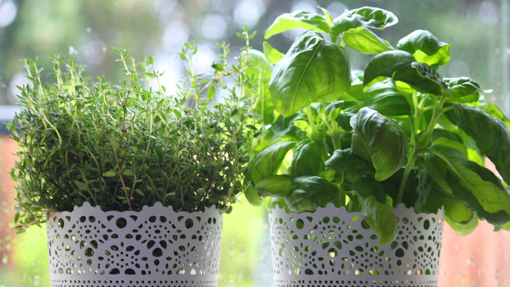 How to grow and look after a herb windowsill indoor garden