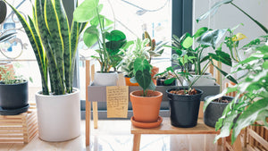 Positive Effects of Growing Houseplants on Mental Health