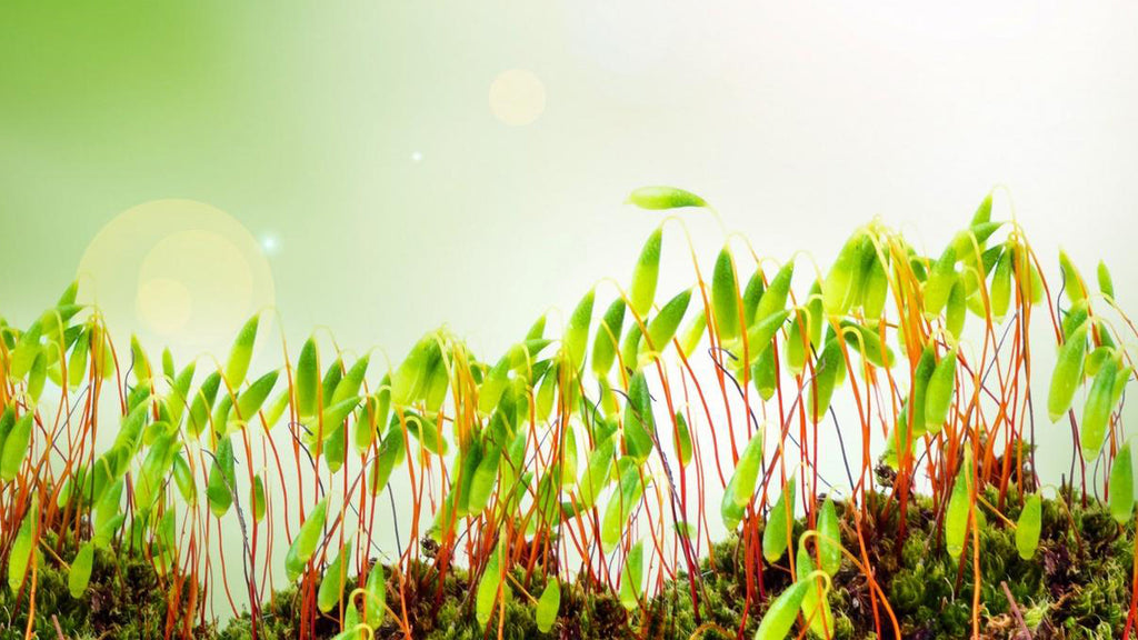 Microgreen health benefits, growing instructions and tips