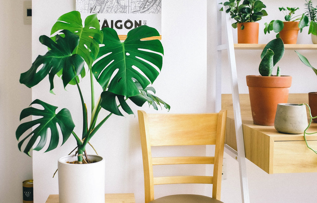 An in-depth guide on how to grow Monstera Deliciosa plants from seed