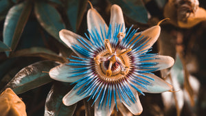 The medicinal uses of the Passionflower plant and how to use it
