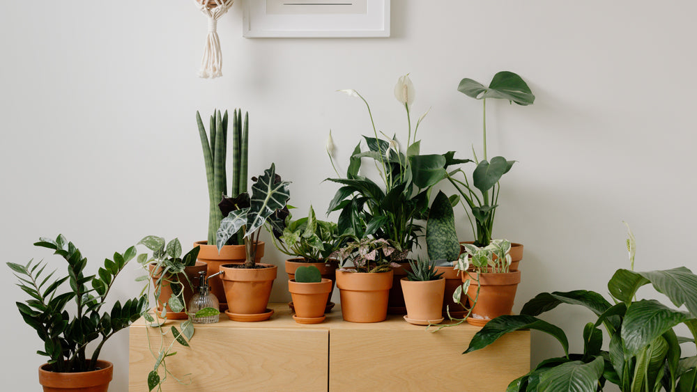 How to grow your own houseplants