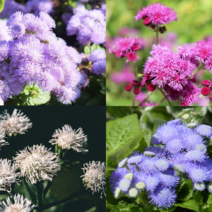 Ageratum F1 Bermuda Mixed Flower Seeds