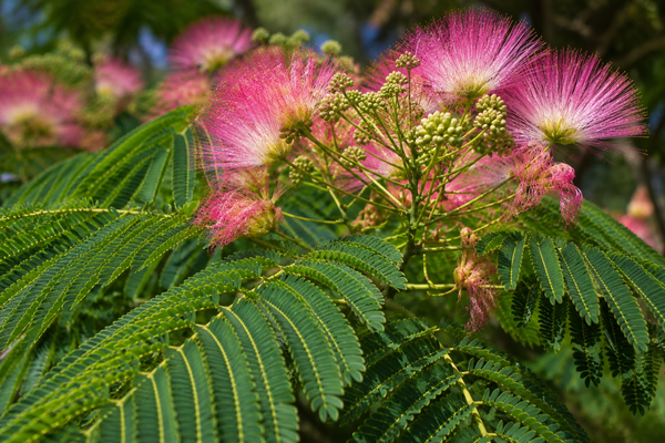 Albizia Julibrissin Mimosa Tree Persian Silk Tropical Plant Seeds