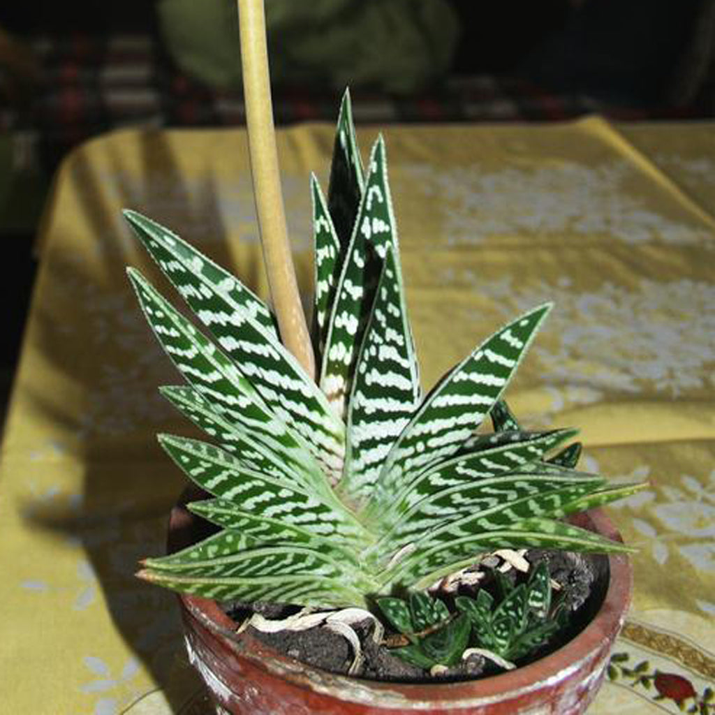 tiger house plant Tiger Aloe Variegata Houseplant Seeds