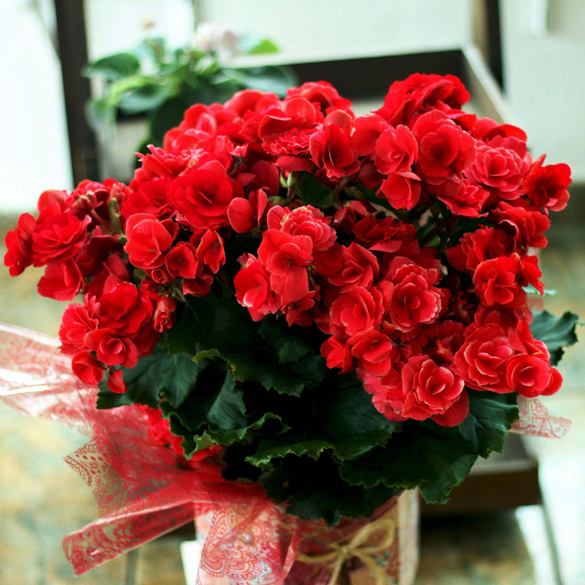 Begonia Super Cool Red Flower Seeds