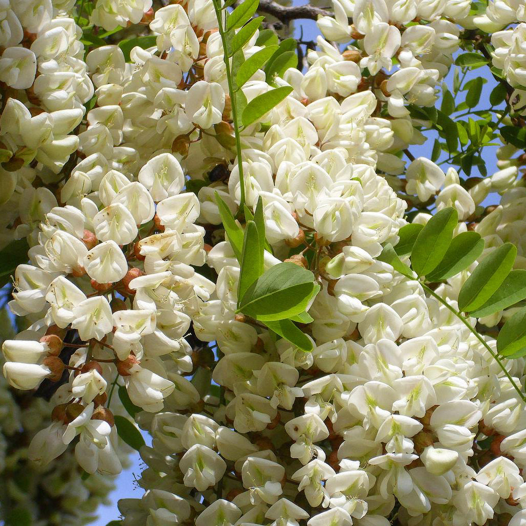 Black Locust Bonsai Houseplant Seeds – Easy Grow Seeds