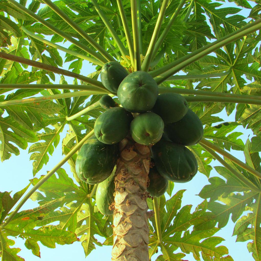 papaya bonsai Papaya Bonsai or Exotic Fruit Tree Houseplant Seeds