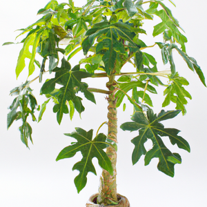 Papaya Bonsai or Exotic Fruit Tree Houseplant Seeds