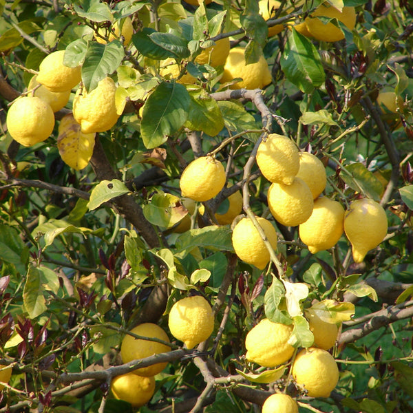 Lemon Tree Houseplant Seeds