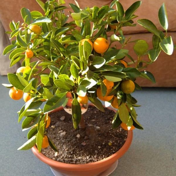 Mandarin Tree Houseplant Seeds