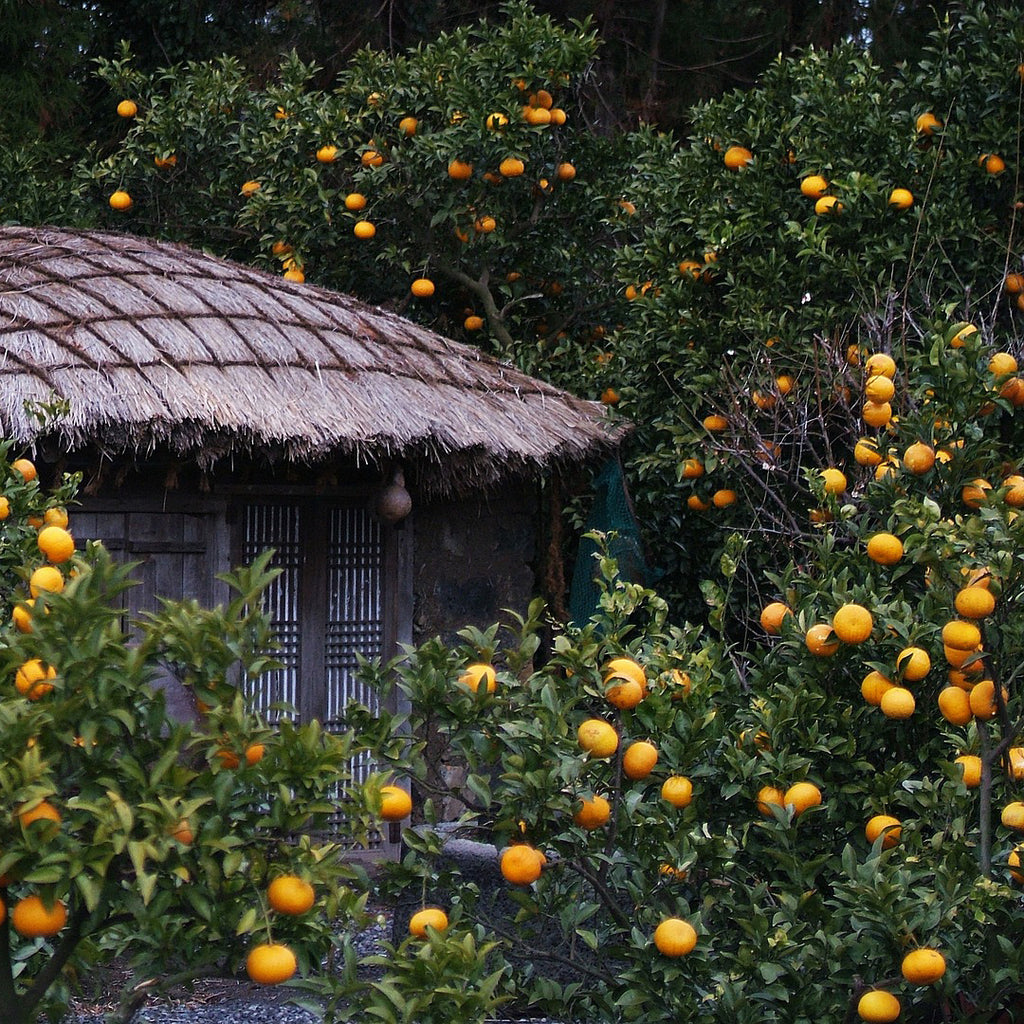 orange tree house plant Mandarin Tree Houseplant Seeds – Easy Grow Seeds