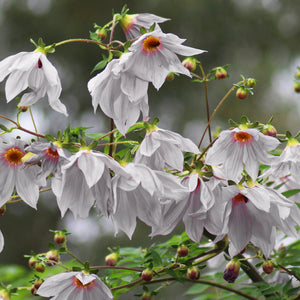 Weeping Dahlia Tree Seeds