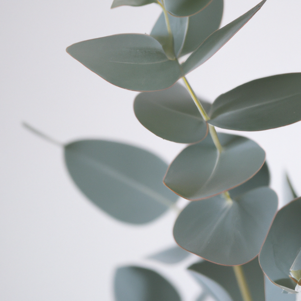 Eucalyptus Red Box Silver Dollar Gum Houseplant Seeds