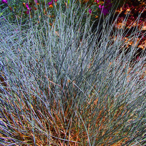 Elijah Blue 'Festuca Glauca' Ornamental Grass Seeds