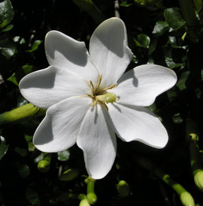 Gardenia Thunbergia Flowering Shrub or Small Tree Seeds