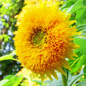 Giant Teddy Bear Sungold Double Sunflower Helianthus Seeds