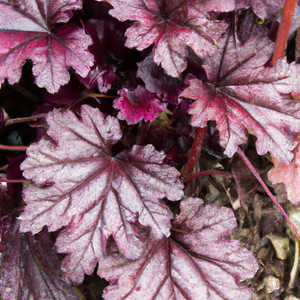 Heuchera Palace Purple Flower Seeds