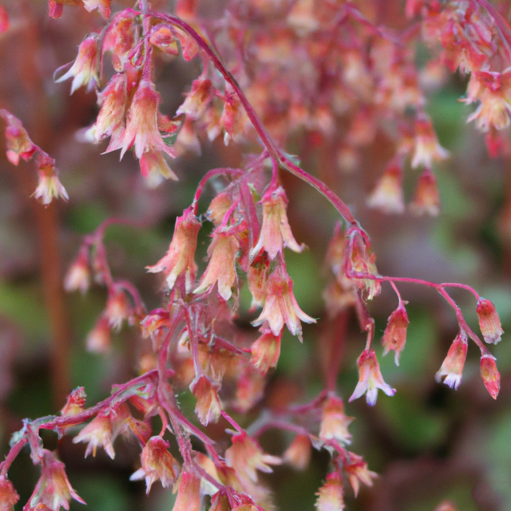 Heuchera Bressingham Coral Bells Flower Seeds