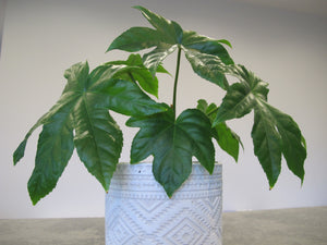 Fatsia Japonica Paperplant Houseplant Seeds