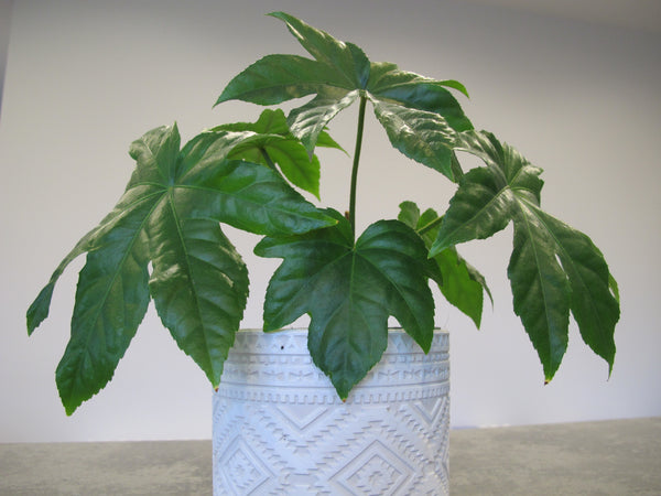 Fatsia Japonica Paperplant Houseplant Seeds