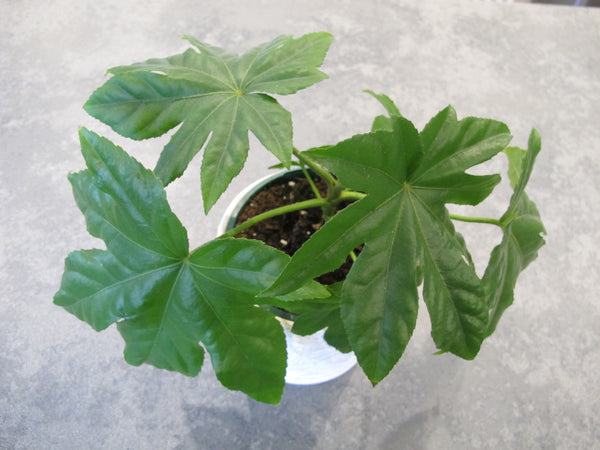 Fatsia Japonica Paperplant Houseplant Seeds