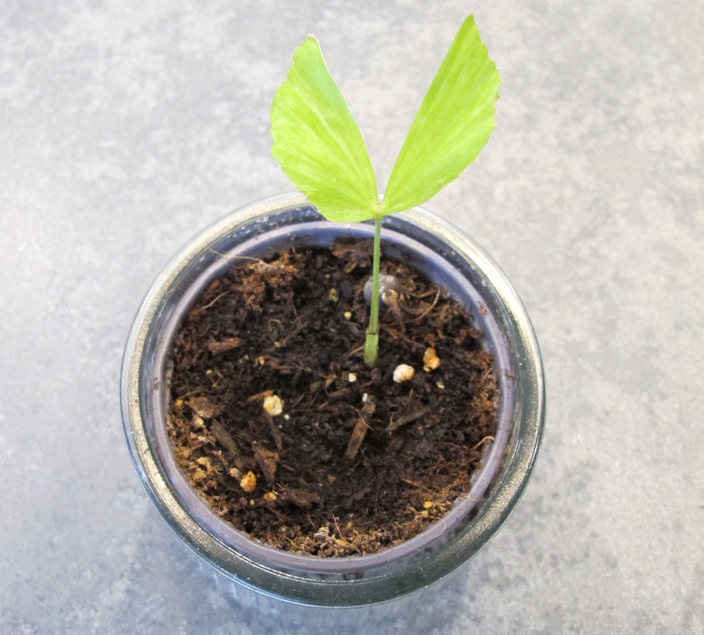 can you plant palm tree seeds Fishtail Palm Tree Caryota Mitis Houseplant Seeds – Easy Grow Seeds