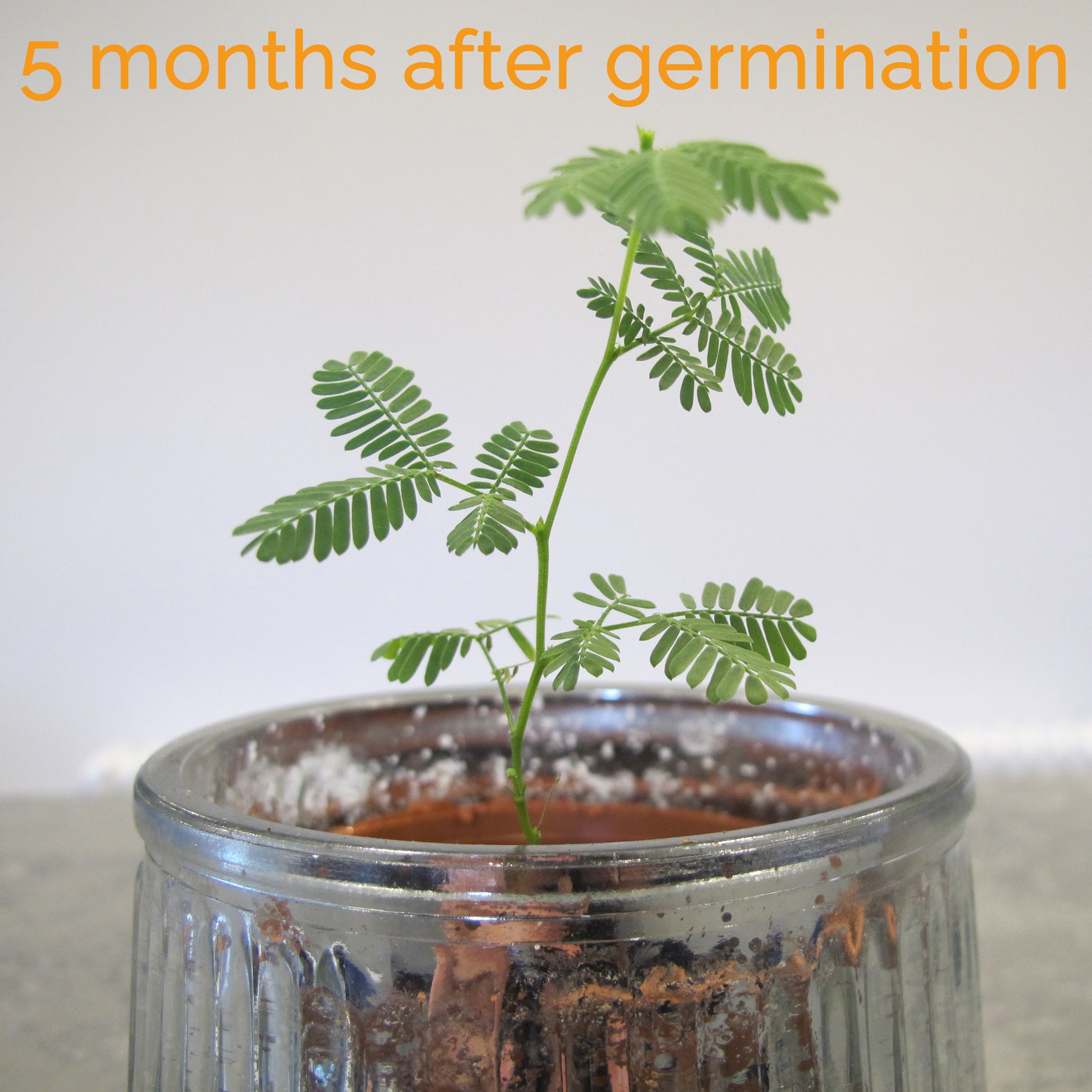 Golden Wattle Bonsai Houseplant Seeds – Easy Grow Seeds