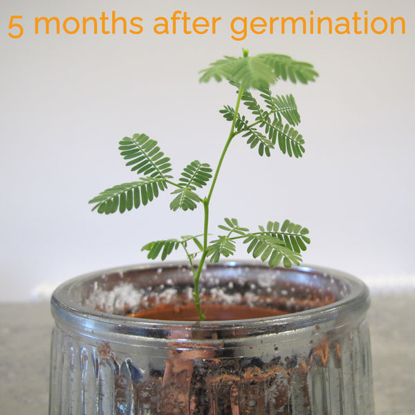 Golden Wattle Bonsai Houseplant Seeds