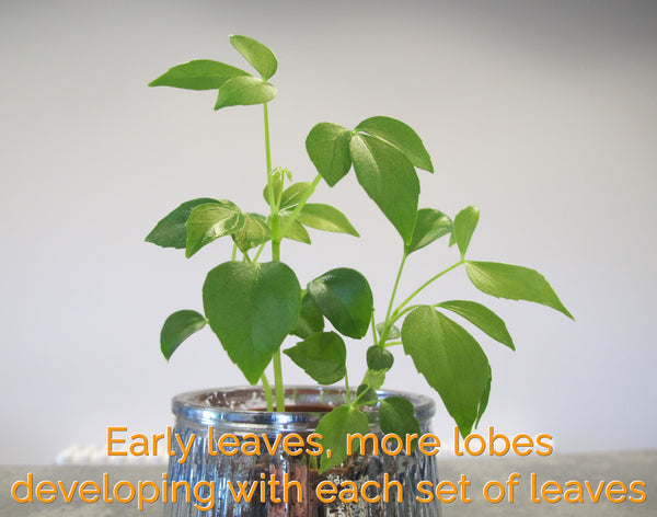 Dwarf Umbrella Tree Houseplant Seeds