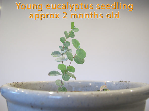 Eucalyptus Cinerea Silver Dollar Houseplant Seeds