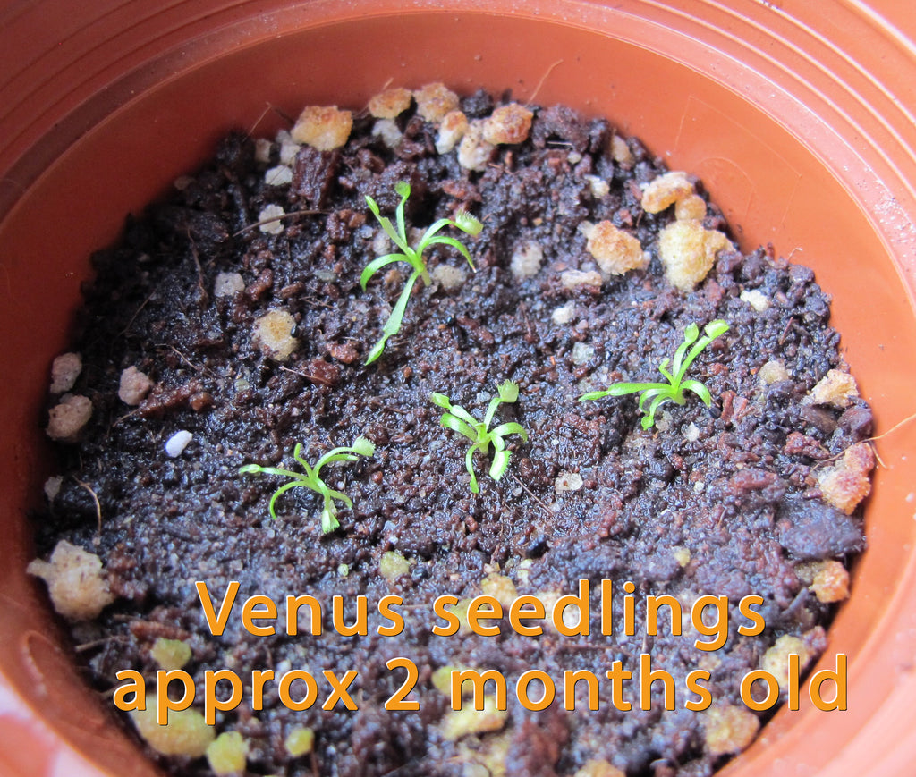 venus fly trap plant seeds Venus Flytrap Rare Giant Species Mixed Carnivorous Houseplant Seeds – Easy Grow Seeds