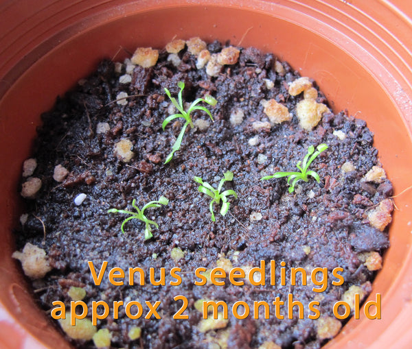 Venus Flytrap Rare Giant Species Mixed Carnivorous Houseplant Seeds