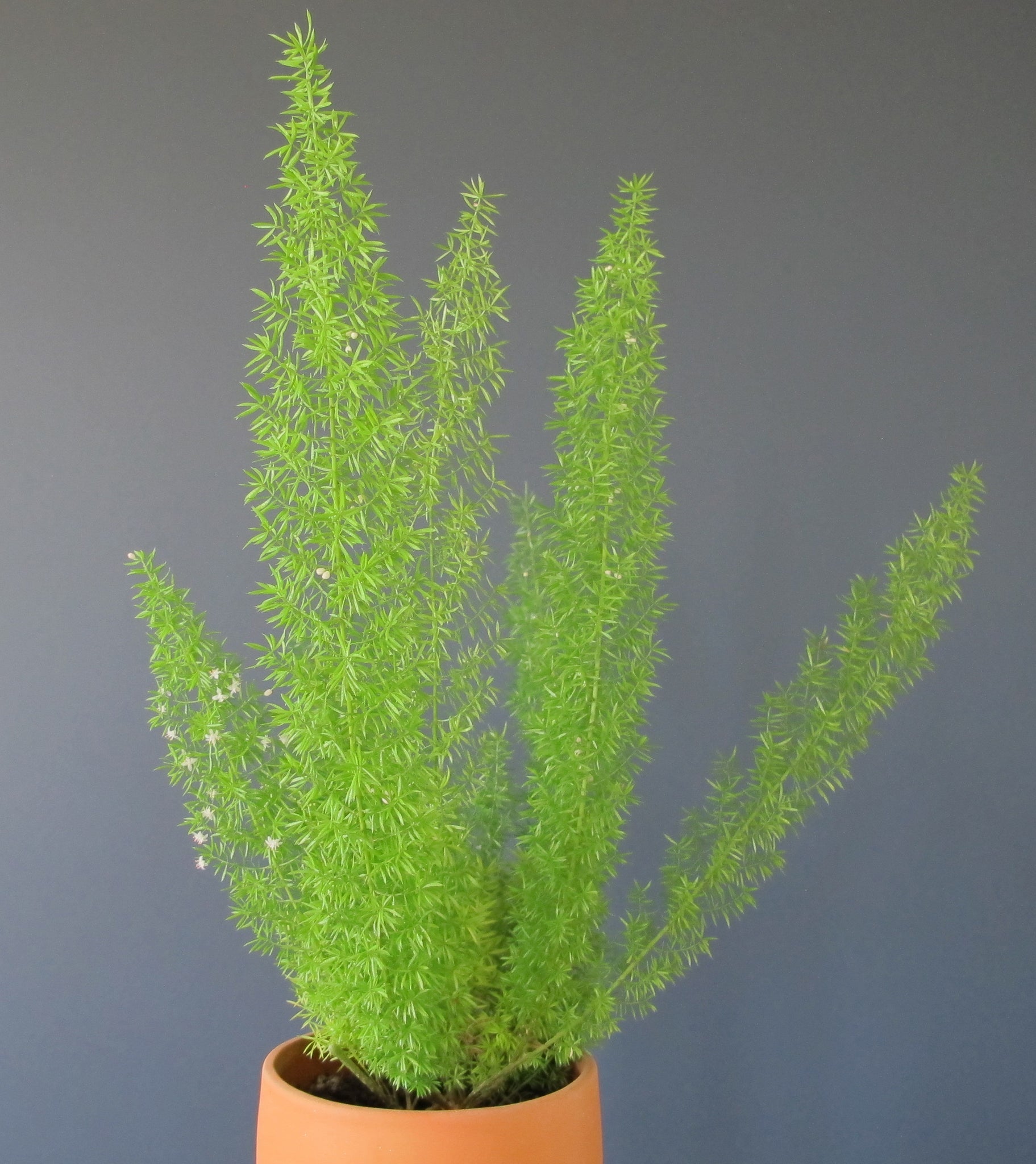 Foxtail Fern Houseplant Seeds