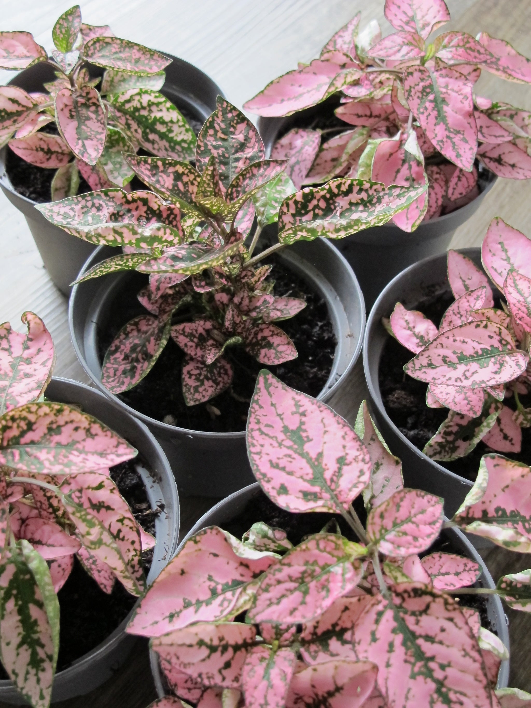 polka dot plant seeds for sale Pink Splash Polka Dot Houseplant Seeds – Easy Grow Seeds