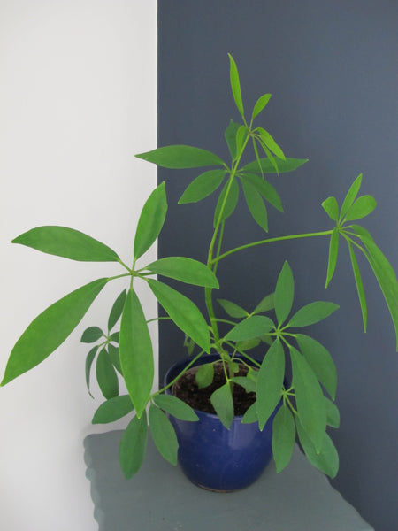 Dwarf Umbrella Tree Houseplant Seeds