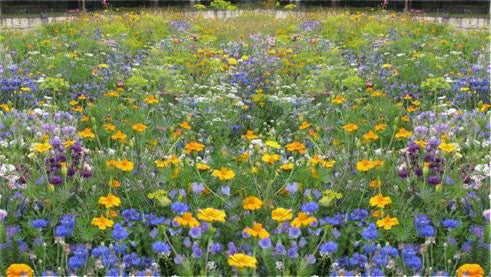 Beneficial Insects Seeds Mix - 2g – Easy Grow Seeds