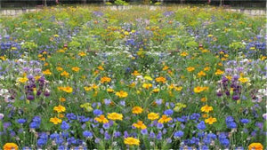 Beneficial Insects Seeds Mix - 2g